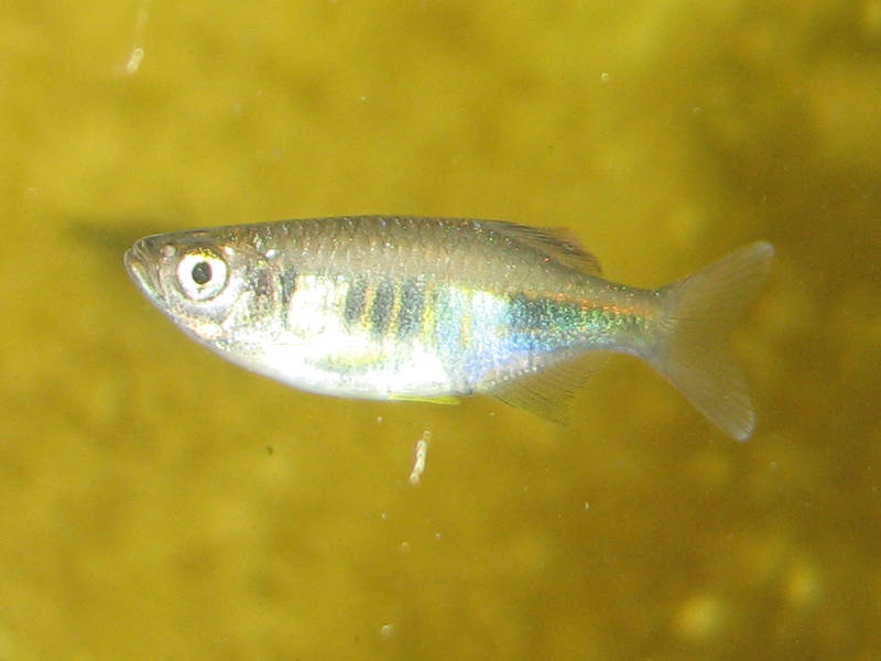 800x600_xyrops_001.jpg