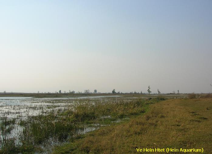 CPD habitat in Myanmar