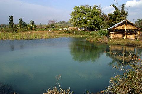 CPD habitat in Myanmar