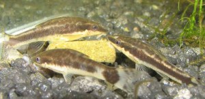 Otos eating Repashy gel