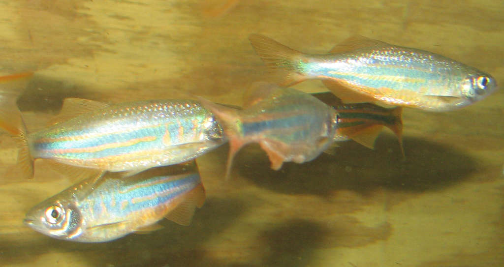 Devario aequipinnatus