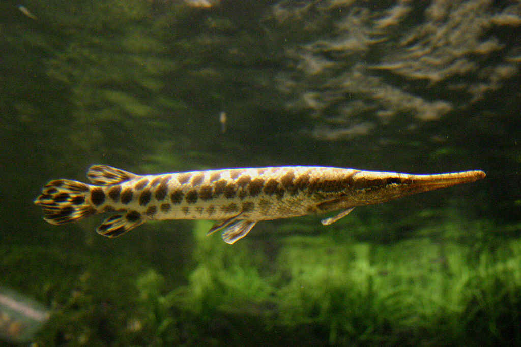 Lepisosteus oculatus