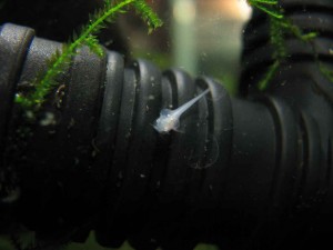 2 day old albino cory fry