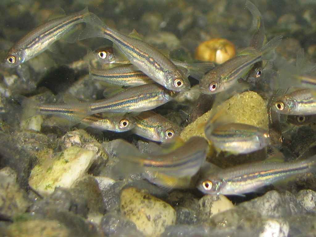 Danio meghalayensis fry at 51 days old.
