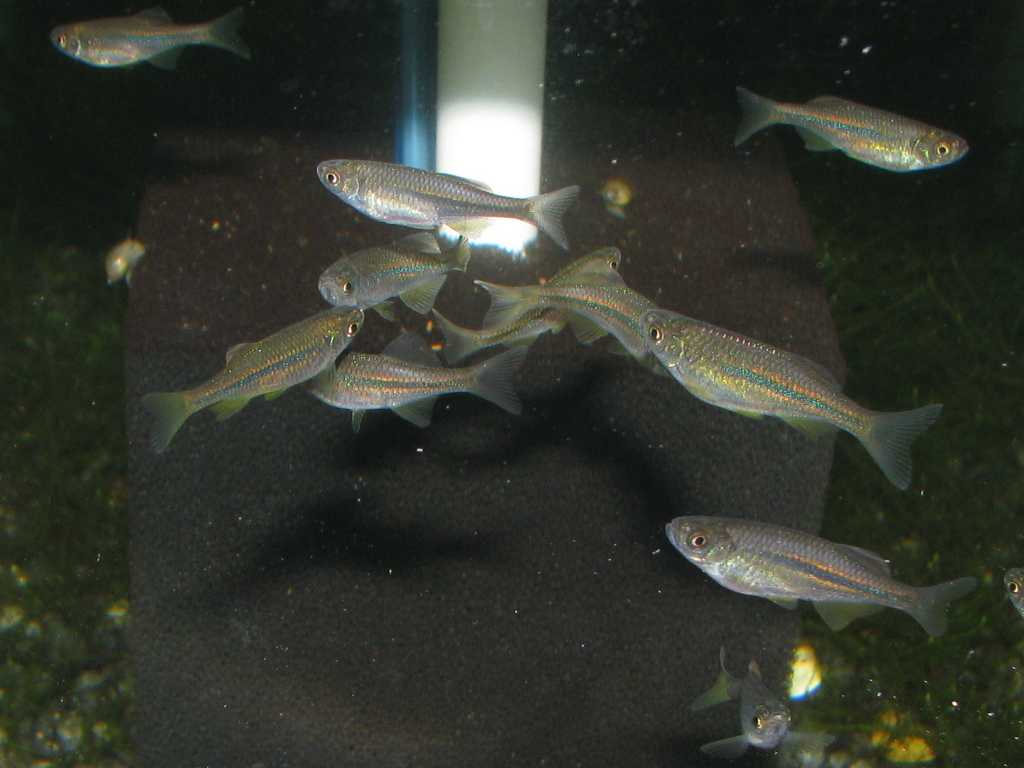 Acrostomus fry at 3 months