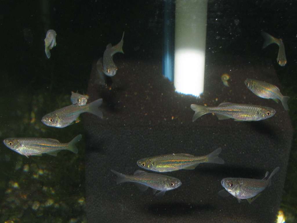 Acrostomus fry at 3 months