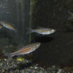Devario assamensis
