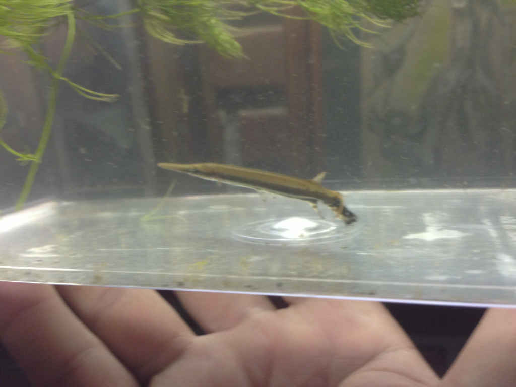 Aqua-Bid Photo of my Gar