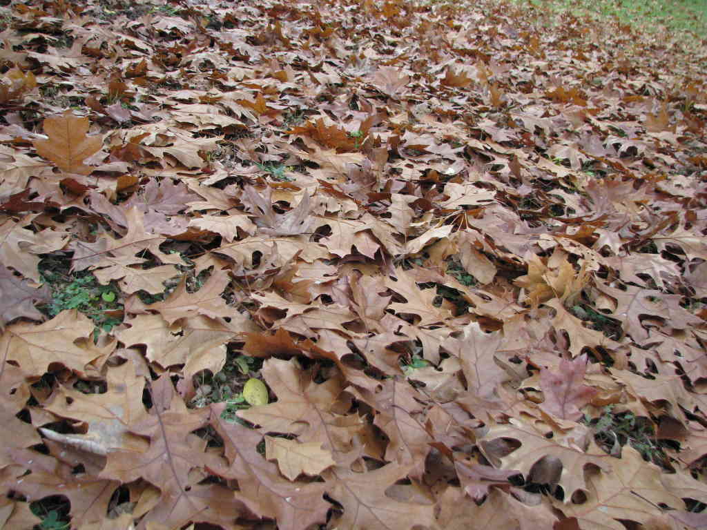 Oak leaves