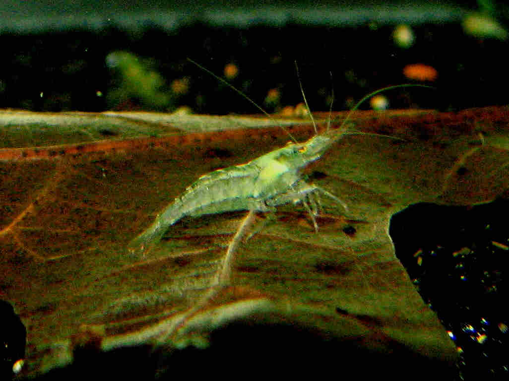 Orange Pearl shrimp grazing on a leaf