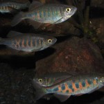 Devario pathirana
