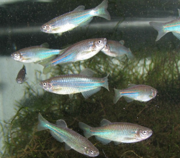 Danio kerri