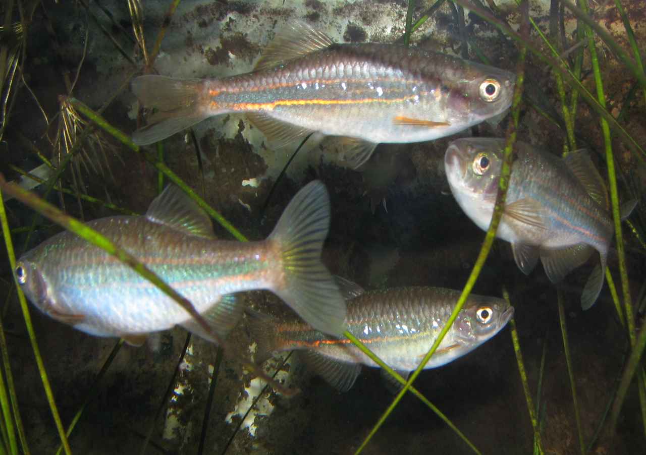 Devario acrostomus adults