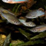 Danio kyathit