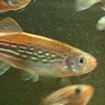 Female Danio meghalayensis