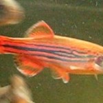 Male Danio meghalayensis