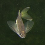 Leopard Danio