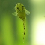 Otocinclus fry