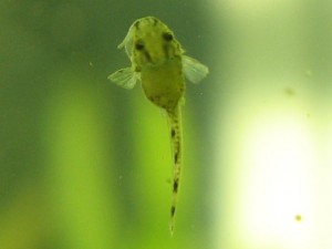 Otocinclus fry Otocinclus fry