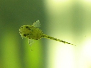 Otocinclus fry Otocinclus fry