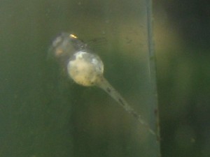 Otocinclus fry Otocinclus fry