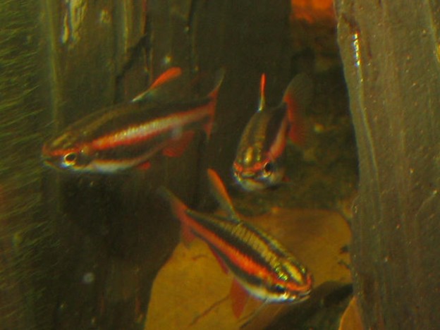Nannostomus mortenthaleri