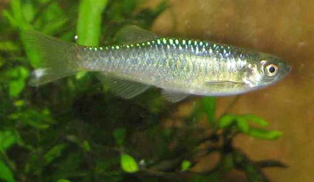 Danio aesculapii