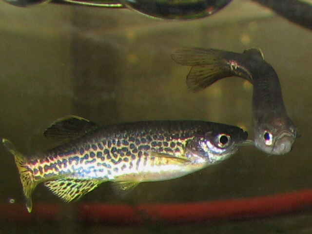 Leopard Danio (Danio rerio var. Frankei)