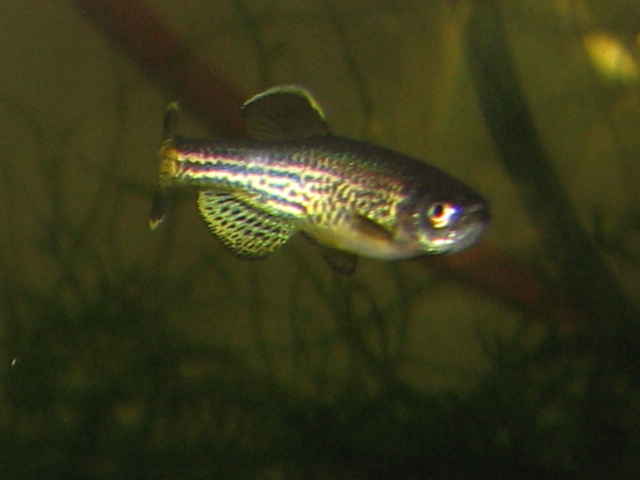 Leopard Danio (Danio rerio var. Frankei)