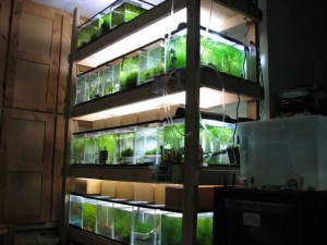 Tank rack