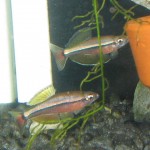 Tanichthys thacbaensis