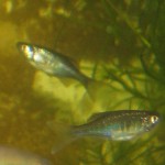 Devario xyrops fry