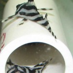 Zebra Pleco - L046