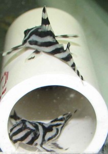 Zebra Pleco - L046 Zebra Pleco - L046