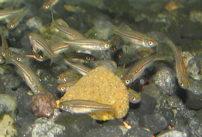 Danio meghalayensis fry at 30 days old. Danio meghalayensis fry at 30 days old.