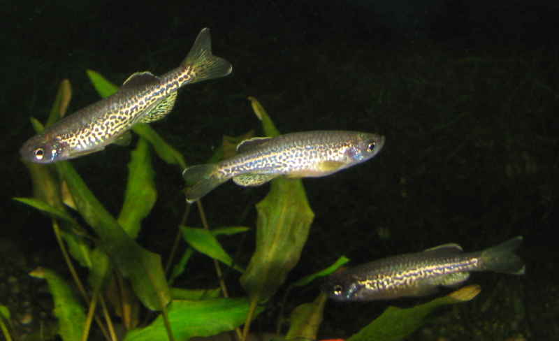 Leopard Danio (Danio rerio var. Frankei)