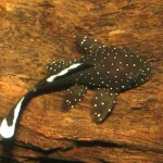 L183 Pleco