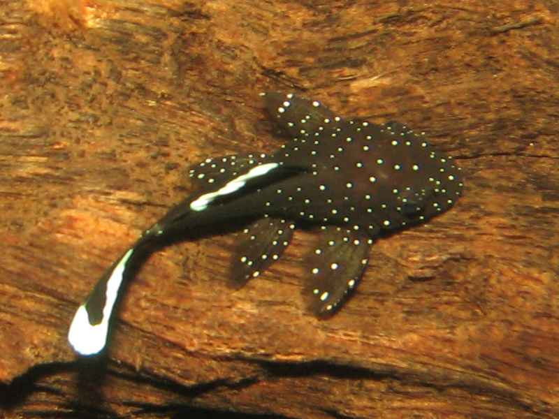 L183 Pleco