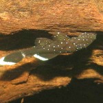L183 Pleco