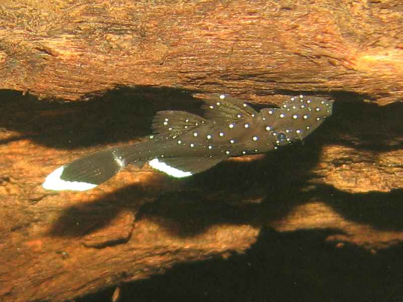L183 Pleco