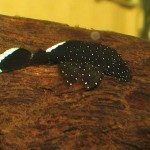 L183 Pleco