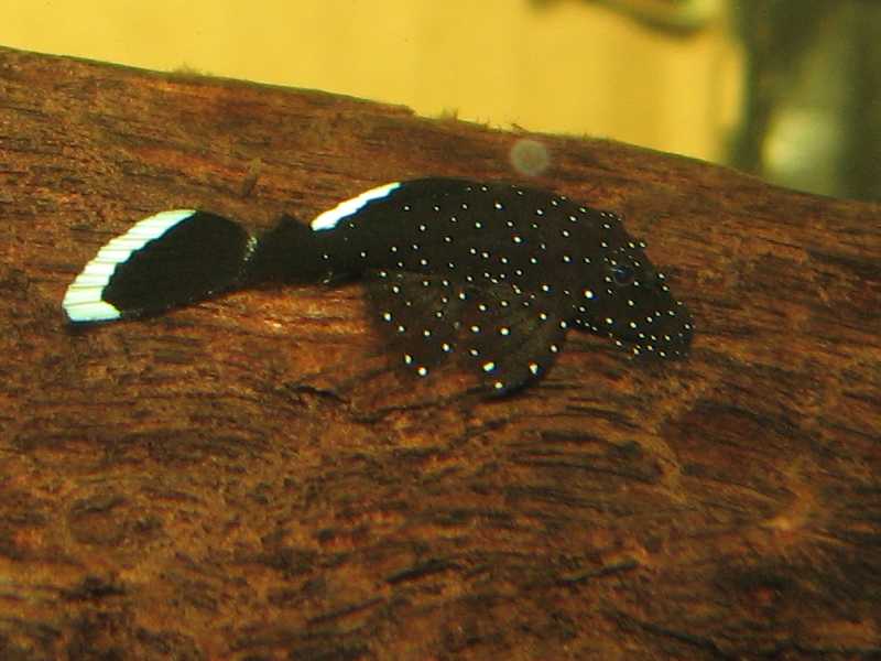 L183 Pleco