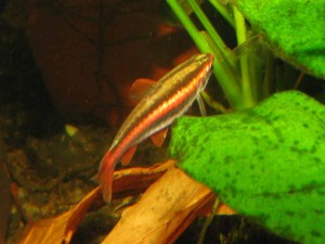 Nannostomus mortenthaleri