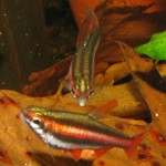 Nannostomus mortenthaleri