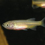 Devario sondhii 6 week old fry