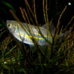 Devario assamensis fry