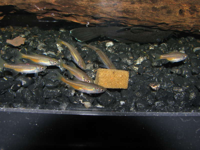 Devario sondhii eating Dr. Tanner's Fruut Luups