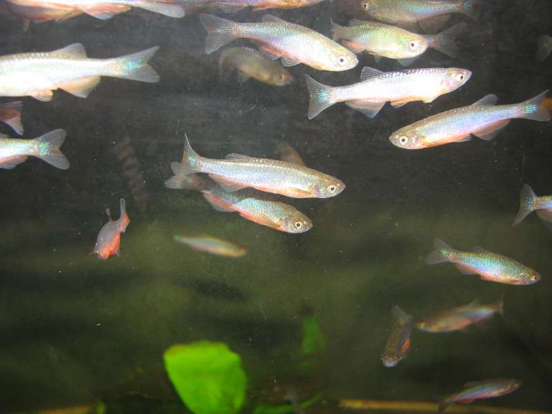 Purple Passion Danio - Danio roseus
