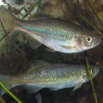 Devario acrostomus adults