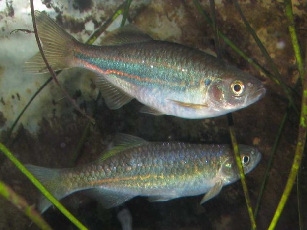 Devario acrostomus adults